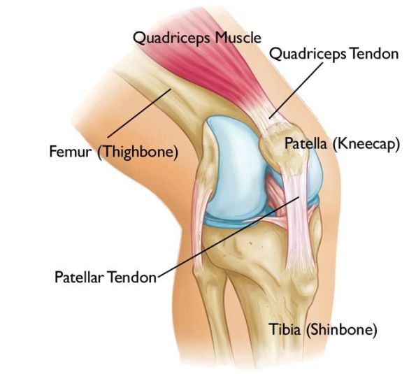Adolescent Anterior Knee Pain - OrthoInfo - AAOS