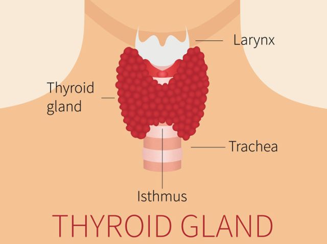 Could It Be Your Thyroid? - AAPC Knowledge Center