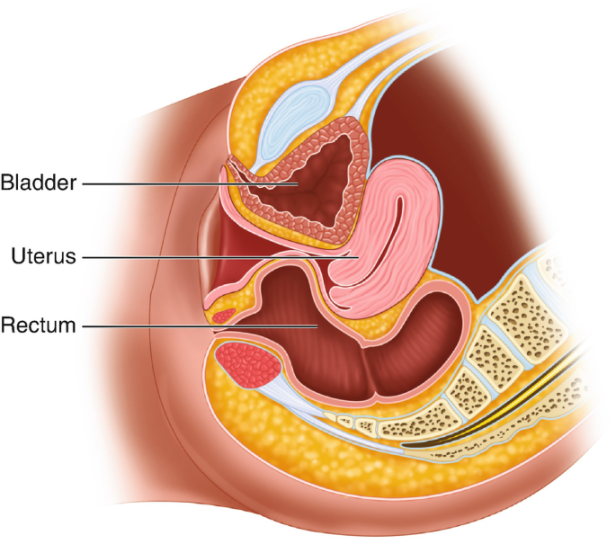 Difficult Exams: Cystocele, Rectocele, Stenotic Cervix/Cervical