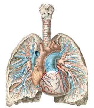 Lung Cancer: ICD--CM Coding - AAPC Knowledge Center